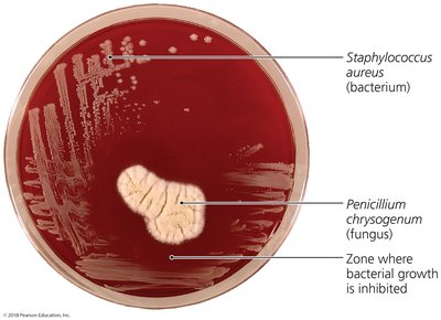 Antibiotic effect of Penicillium chrysogenum