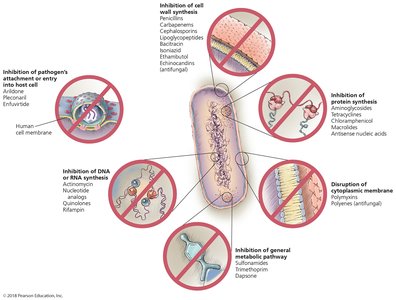 Mechanisms of action of microbial drugs