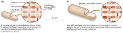 Bacterial cell wall synthesis and the inhibitory effects of beta-lactams