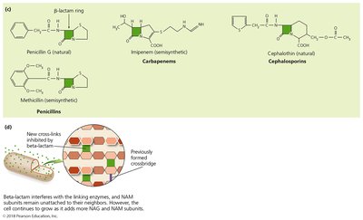 Beta-lactam ring structures and inhibition of cell wall synthesis