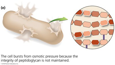 Cell bursting from osmotic pressure due to loss of peptidoglycan integrity