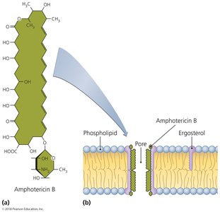 Disruption of cytoplasmic membrane by amphotericin B