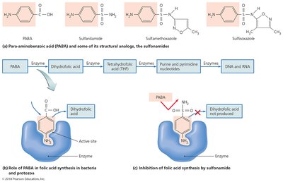 Antimetabolic action of sulfonamides