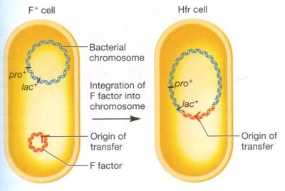 F+ and Hfr cells