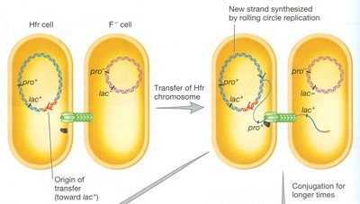 Hfr conjugation process