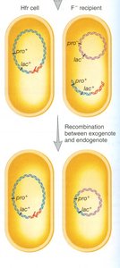 Transfer of Hfr chromosome