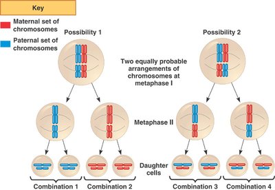 Independent assortment of chromosomes during meiosis