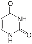 Uracil structure (deamination product)
