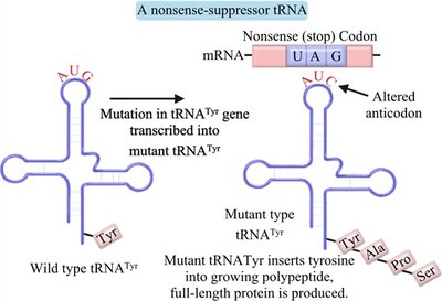 Nonsense suppressor tRNA