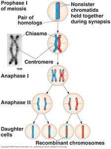 Crossing over during meiosis