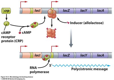 Lac operon regulation