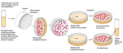Replica plating for mutant screening