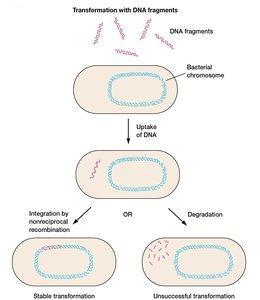 Transformation with DNA fragments