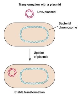 Transformation with a plasmid