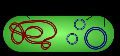 Diagram of bacterial chromosome and plasmids