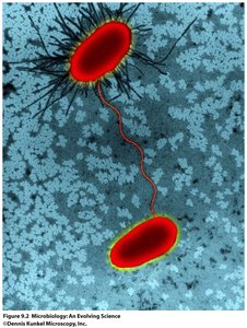 Bacterial conjugation via pilus