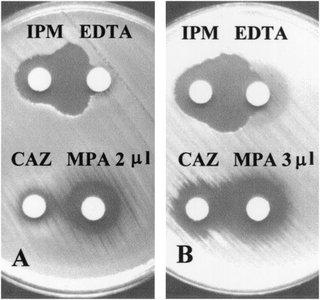 Synergism and non-synergism in antibiotic disk diffusion test