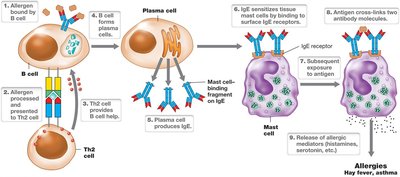 Mechanism of Type I Hypersensitivity (Allergy)