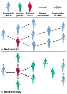 Herd immunity: disease transmission blocked