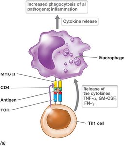 Type IV Hypersensitivity: T cell and macrophage interaction