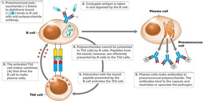 Attenuation of virulence in vaccine production