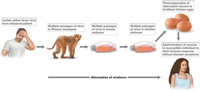 Vaccines for bacterial and viral diseases