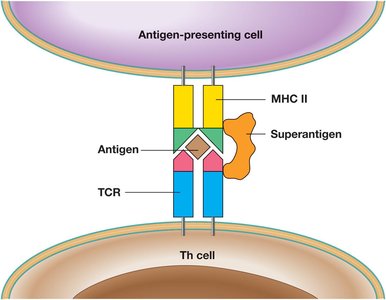 Superantigen mechanism: bridging TCR and MHC II