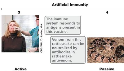 Artificial immunity: active and passive