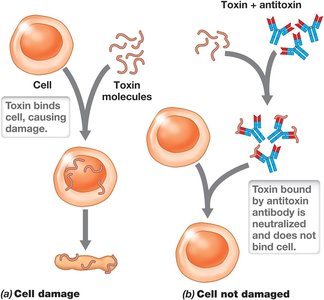 Neutralization of exotoxin by antitoxin antibody