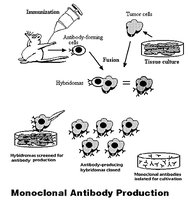 Monoclonal antibody production diagram