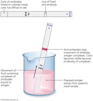 Immunochromatography (lateral flow) assay