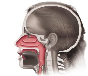 Structures of the upper respiratory system