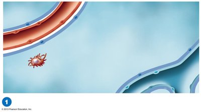 The pathogenesis of tuberculosis: initial infection