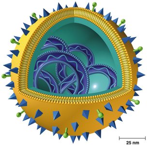 Detailed structure of the influenza virus