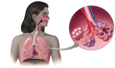 Structures of the lower respiratory system