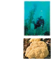 Kelp and slime mold as protists