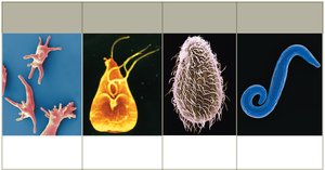 Protozoan motility types