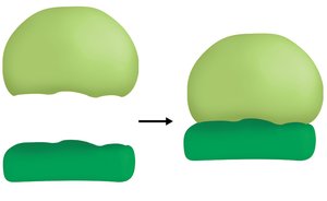 Eukaryotic ribosome structure