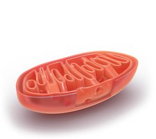 Mitochondrial structure