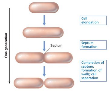 Stages of binary fission