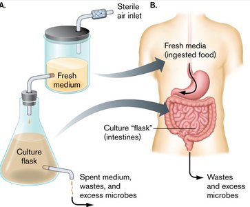 Natural fermenters