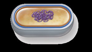 Binary fission steps