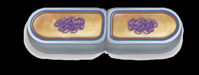 Binary fission steps