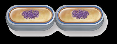 Binary fission steps