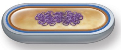 Binary fission steps