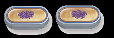 Binary fission steps