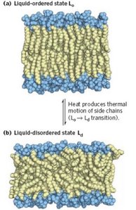 Membrane interactions at different temperatures