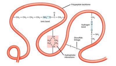 Interdomain bonds in a protein