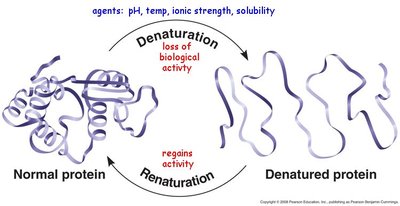 Protein denaturation