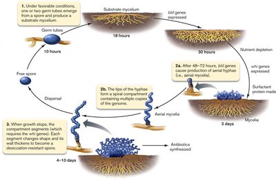 Filamentous bacterial growth cycle
